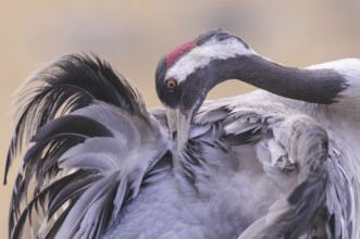 Common Crane (Grus grus), Vaestergoetland, Sweden