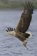 White-tailed Eagle (Haliaeetus albicilla) flying, Nord-Trondelag, Norway