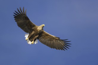 White-tailed Eagle (Haliaeetus albicilla) flying, Nord-Trondelag, Norway