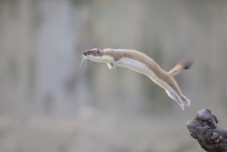 Short-tailed Weasel (Mustela erminea) jumping in the air, Castile-La Mancha, Spain