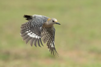 Golden-fronted Woodpecker (Melanerpes aurifrons) female flying, Texas, USA