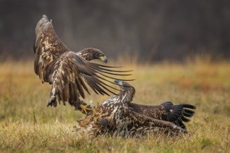White-tailed Eagle (Haliaeetus albicilla) juveniles fighting, Lodz, Poland