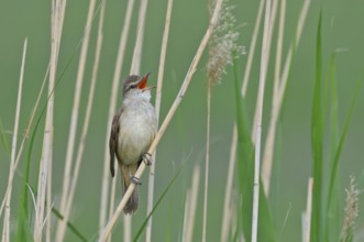 Drosselrohrsänger (Acrocephalus arundinaceus) Great Reed Warbler, male