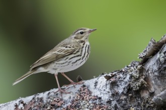Olive-backed Pipit - Waldpieper - Anthus hodgsoni ssp. yunnanensis, Russia