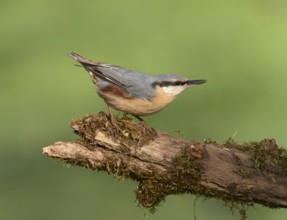 Eurasian Nuthatch (Sitta europaea), Castile and Leon, Spain