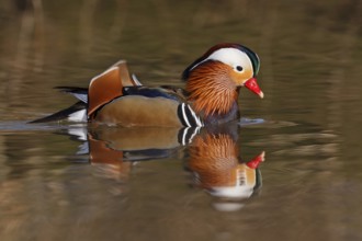 Mandarin Duck (Aix galericulata) male, Baden-Wuerttemberg, Germany