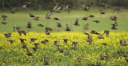 Common Starling (Sturnus vulgaris) huge flock flying, Mecklenburg-Western Pomerania, Germany