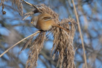 Bearded Reedling (Panurus biarmicus) female in reed bed, Thuringia, Germany