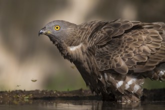 European Honey Buzzard (Pernis apivorus) at a waterhole, Subotica, Serbia