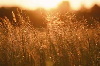 Grasses against the light at sunrise, North Rhine-Westphalia, Germany