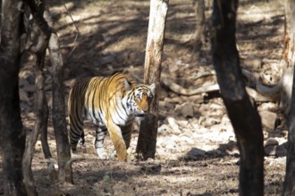 Bengal tiger or Indian tiger (Panthera tigris tigris) in the dry forest, Ranthambore National Park,
