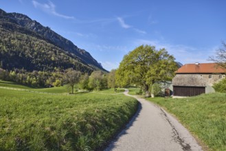 Mountain landscape, landscape photography, narrow road, mountains, forest, meadow, fence,
