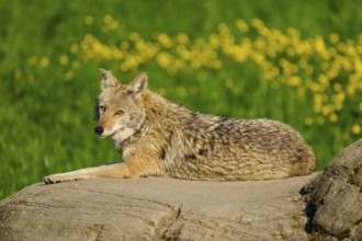 A coyote looks at the camera, lying on a rock in a green field with yellow flowers, Coyote (Canis