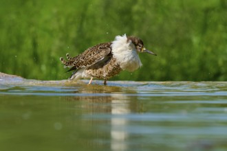 Bird shaking in water with green background, Ruff (Calidris pugnax), spring, France