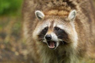 Common raccoon (Procyon lotor), portrait, Bavaria, Germany
