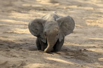 African elephant (Loxodonta africana), young animal, digging, drinking, searching for water, dried