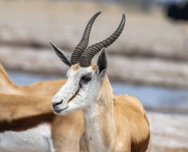 Springbok (Antidorcas marsupialis), animal portrait, Nxai Pan National Park, Botswana