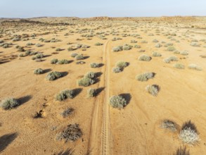 Masses of Euphorbia gregaria and desert track. Aerial view. Drone shot. Gondwana Canyon Park.
