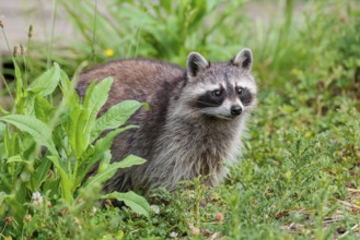 An adult raccoon (Procyon lotor) stands in a flowering meadow in search of food