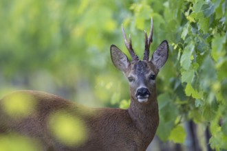 Roebuck in the vineyard in summer, Wittlich, Rhineland-Palatinate, Germany