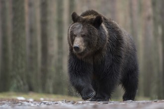 Master Petz... European brown bear (Ursus arctos), strong, muscular bear running over frozen ground