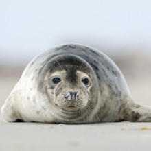 On the beach... Harbour seal (Phoca vitulina) resting in the sand of the North Sea on the