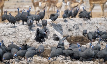 Helmeted guinea fowl (Numida meleagris), flock at the waterhole, Nxai Pan National Park, Botswana
