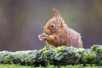 Squirrel (Sciurus), Germany