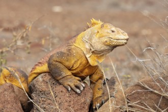 Drusenkopf (Conolophus subcristatus), Santa Cruz, Galapagos, Ecuador