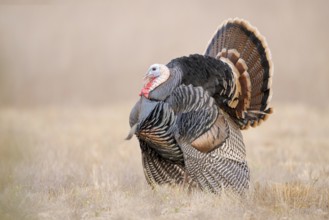 Wild Turkey (Meleagris gallopavo) male, California, USA