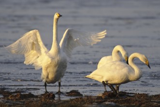 Whooper Swan (Cygnus cygnus), Lower Saxony, Germany