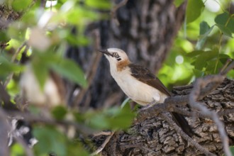 Bare-cheeked Babbler (Turdoides gymnogenys), Namibia