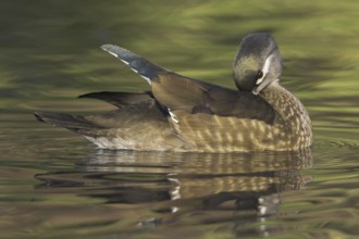 Wood Duck (Aix sponsa) female, British Columbia, Canada