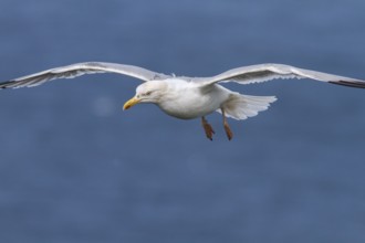 European Herring Gull (Larus argentatus), flying, East Yorkshire, United Kingdom