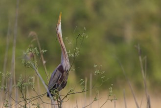 Purple Heron (Ardea purpurea) male displaying, Baden-Wuerttemberg, Germany