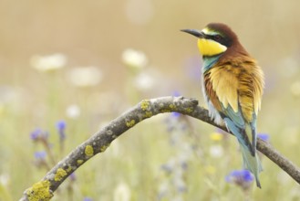 European Bee-eater (Merops apiaster), Seville, Spain
