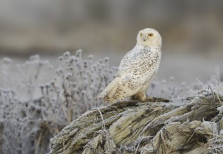 Snowy Owl (Bubo scandiacus), British Columbia, Canada