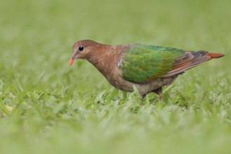 Common Emerald Dove (Chalcophaps indica) female, Queensland, Australia