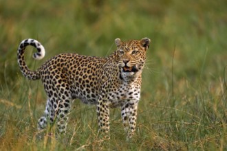 Leopard kitten baby, hidden nice orange grass. Leopard cub with mother walk. Big wild cat in the