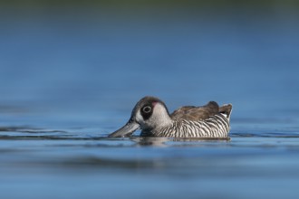 Pink-eared Duck (Malacorhynchus membranaceus), New South Wales, Australia