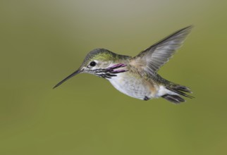 Calliope Hummingbird (Selasphorus calliope), Canada