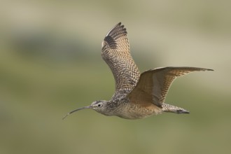 Long-billed Curlew (Numenius americanus), Alberta, Canada