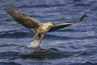 White-tailed Eagle (Haliaeetus albicilla) flying, Nord-Trondelag, Norway