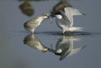 Sandwich Tern (Thalasseus sandvicensis) juvenile, Texel, Netherlands