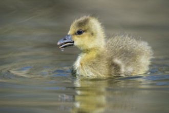 Greylag Goose (Anser anser) chick, Lower Saxony, Germany