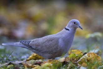 Eurasian Collared Dove (Streptopelia decaocto) perched on the ground, Bavaria, Germany