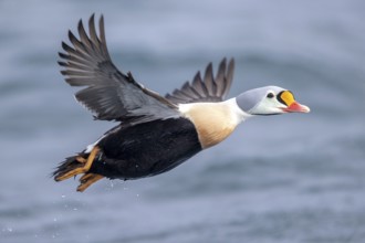 King Eider (Somateria spectabilis) male flying, Norway