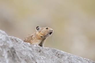 American pika (Ochotona princeps) sits calling on a rock, Jasper National Park, Alberta, Canada