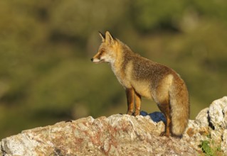 Red fox (Vulpes vulpes) in early morning light on a rock, Sierra de San Pedro, Extremadura, Spain
