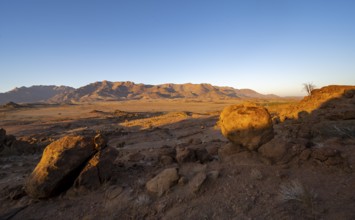 Desert landscape with Brandberg in the morning light, at sunrise, Erongo, Damaraland, Namibia